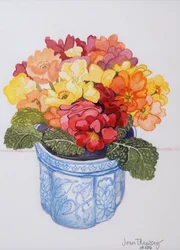 Die bunte Primel 2011